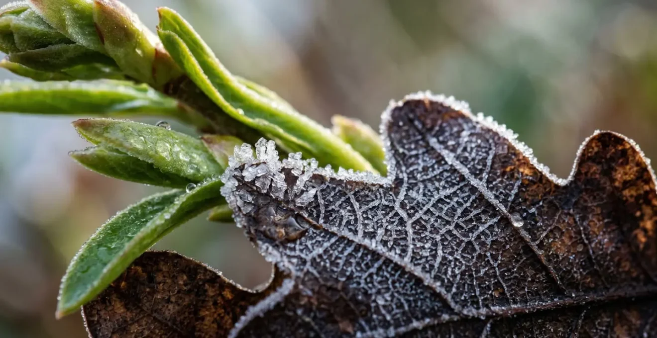 Seasonal environmental transformation showing peak visual contrast timing